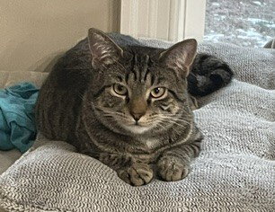 Cyprese, Baby Domestic Short Hair / Mixed, cat for adoption in Rocky Mount, North Carolina