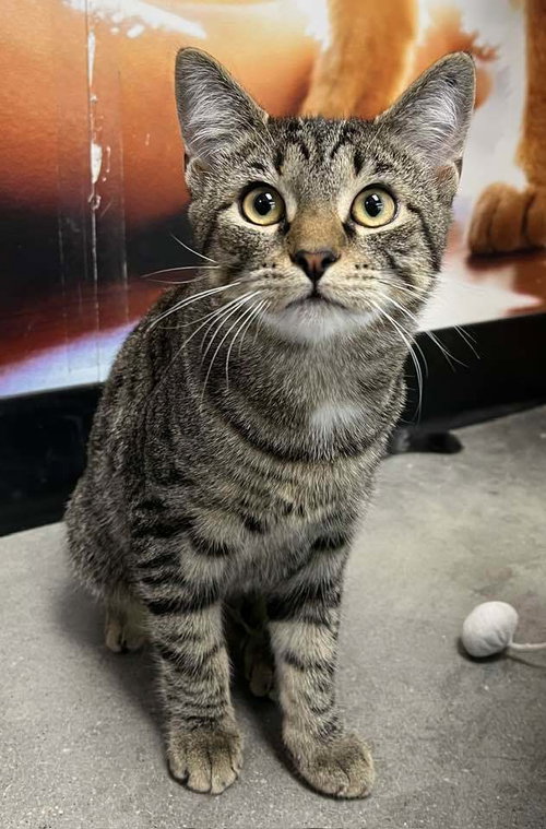 Cyprese, an adoptable Domestic Short Hair in Youngsville, NC