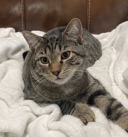 Cyprese, Baby Domestic Short Hair / Mixed, cat for adoption in Wilson, North Carolina
