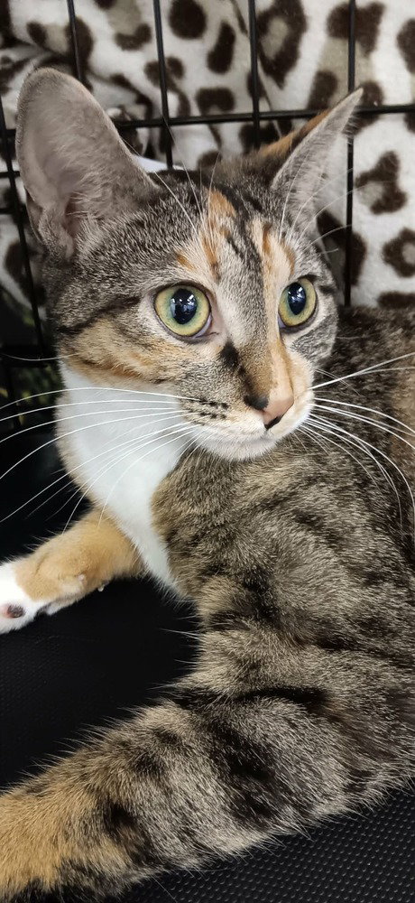 Chutney, an adoptable Domestic Short Hair in Youngsville, NC