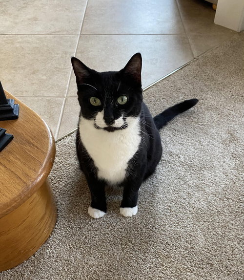Minnie - Adopt or Foster to Adopt, an adoptable Domestic Short Hair in Youngsville, NC
