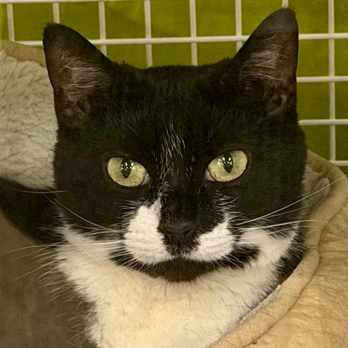 Minnie - Adopt or Foster to Adopt, Adult Domestic Short Hair, cat for adoption in Rocky Mount, North Carolina