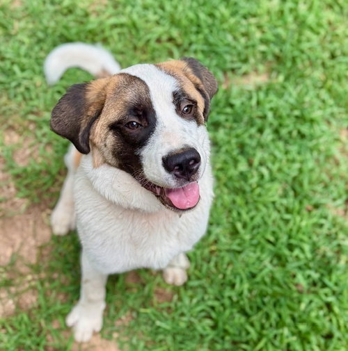 Lucas, an adoptable Saint Bernard in Youngsville, NC
