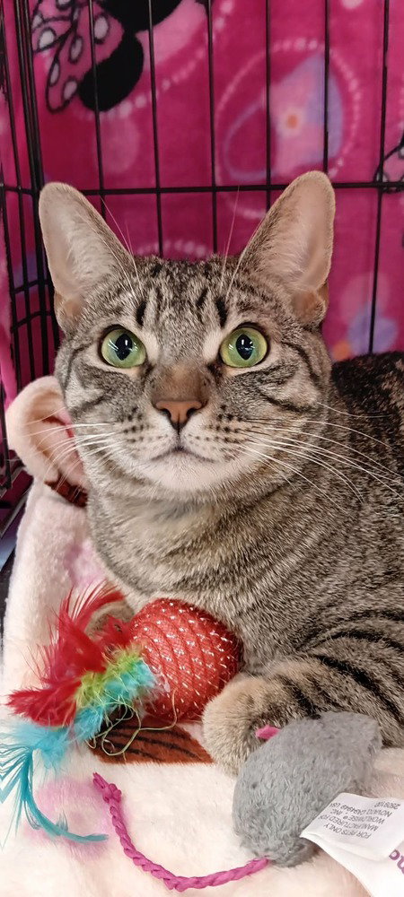 Eden, an adoptable Domestic Short Hair in Youngsville, NC