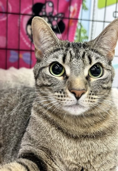 Eden, an adoptable Domestic Short Hair in Youngsville, NC