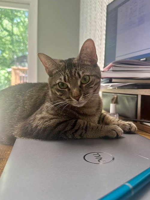 Eden, Baby Domestic Short Hair, cat for adoption in Wilson, North Carolina