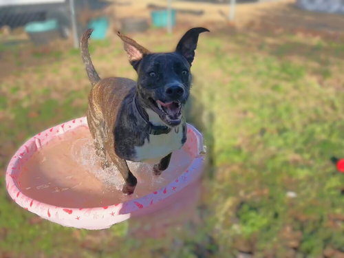 Orion, an adoptable Labrador Retriever in Youngsville, NC