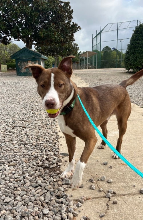 Chesney, an adoptable Australian Shepherd in Youngsville, NC