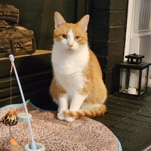 Nemo, Senior Domestic Short Hair, cat for adoption in Rocky Mount, North Carolina