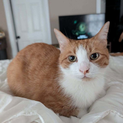 Nemo, an adoptable Domestic Short Hair in Youngsville, NC