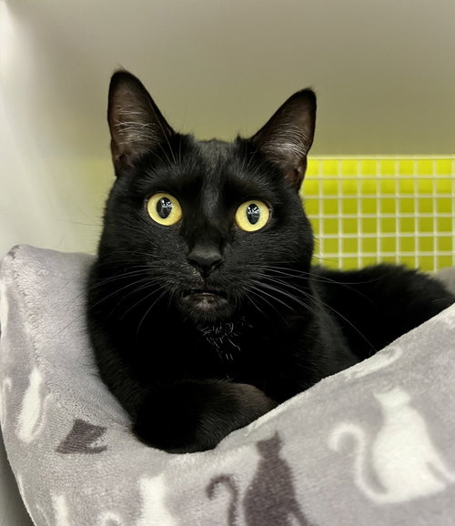 Espresso - Adopt or Foster to Adopt, Adult Domestic Short Hair, cat for adoption in Rocky Mount, North Carolina