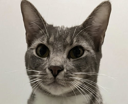 Scout, Baby Domestic Short Hair (short coat), cat for adoption in Rocky Mount, North Carolina