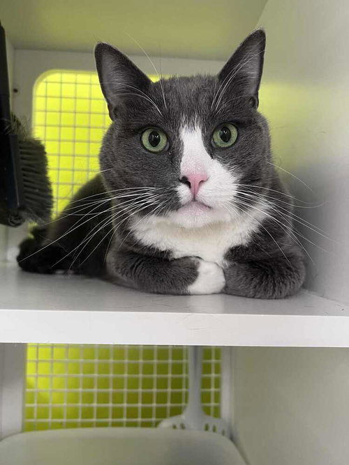 Finn-Adopt or Foster to Adopt, Adult Domestic Short Hair, cat for adoption in Rocky Mount, North Carolina
