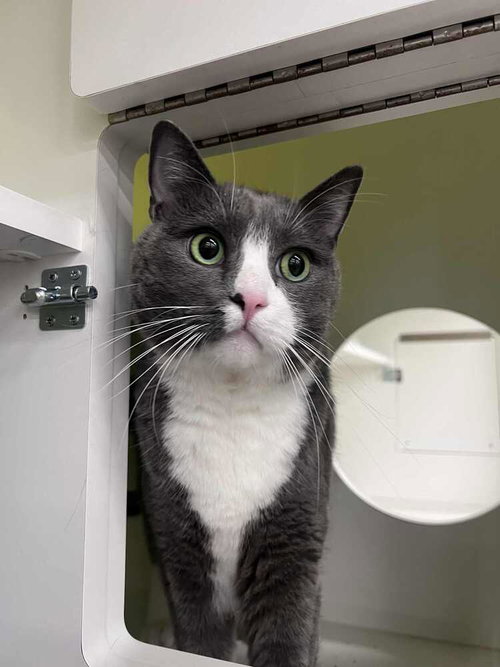 Finn-Adopt or Foster to Adopt