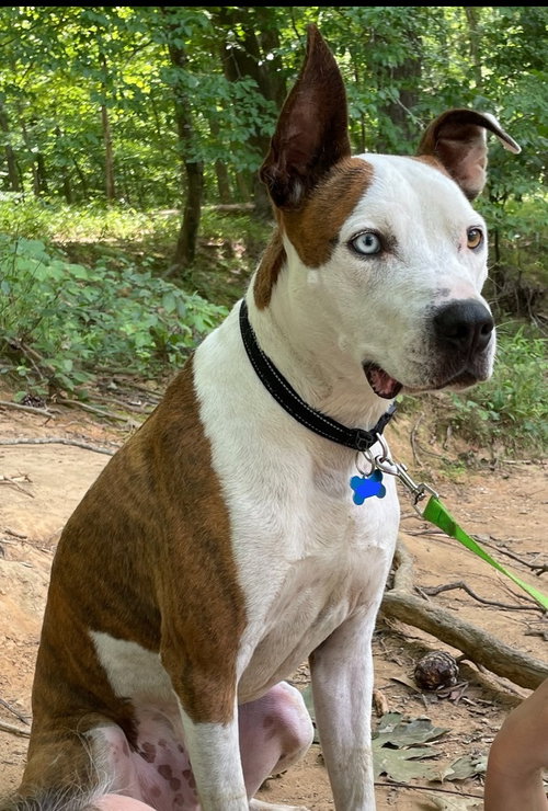Basil, an adoptable Boxer in Youngsville, NC