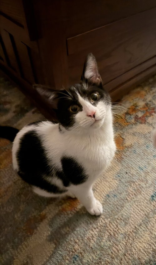 Windy, an adoptable Domestic Short Hair in Youngsville, NC