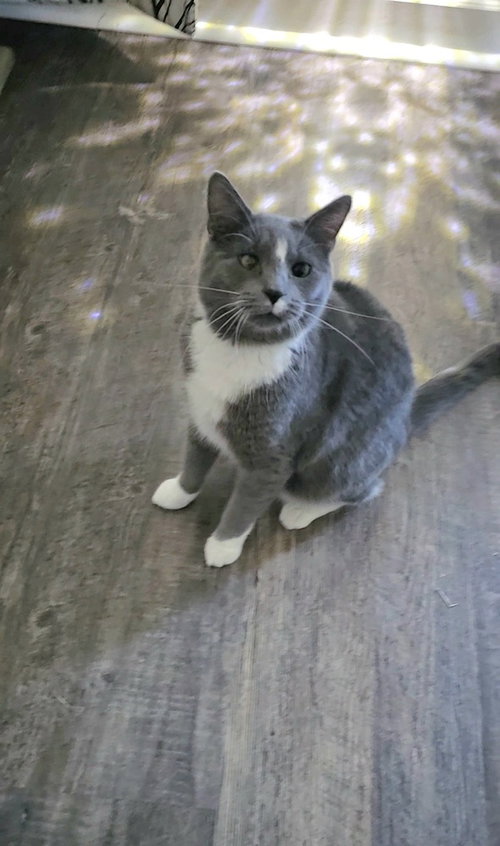 Saltine, an adoptable Domestic Short Hair in Youngsville, NC