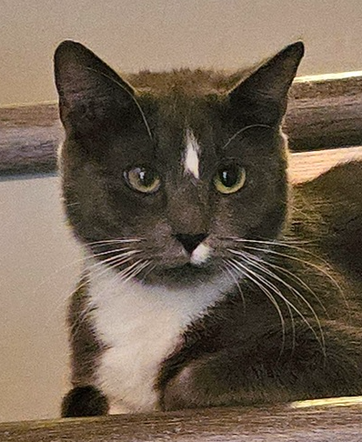 Saltine, an adoptable Domestic Short Hair in Youngsville, NC