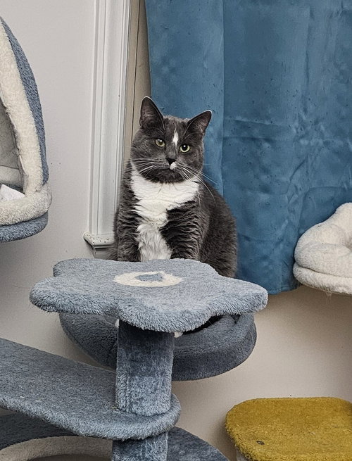 Saltine, Young Domestic Short Hair (short coat), cat for adoption in Raleigh, North Carolina