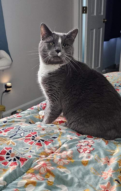 Saltine, Young Domestic Short Hair (short coat), cat for adoption in Wilson, North Carolina