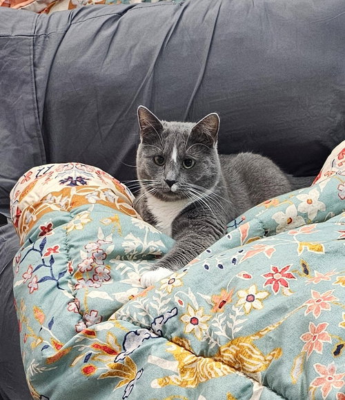 Saltine, Young Domestic Short Hair (short coat), cat for adoption in Wilson, North Carolina