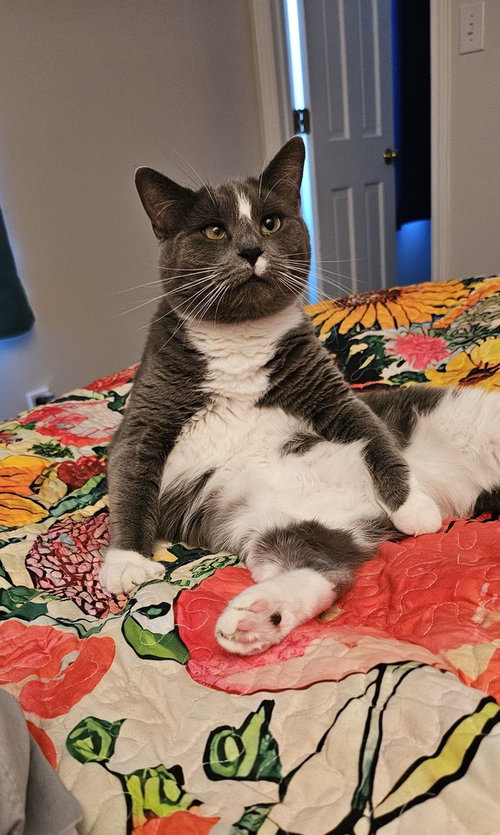 Saltine, Young Domestic Short Hair (short coat), cat for adoption in Durham, North Carolina