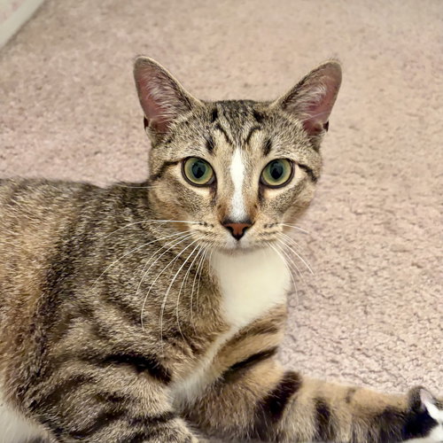 Oliver, an adoptable Domestic Short Hair in Youngsville, NC