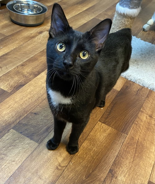 Roger, Domestic Short Hair, cat for adoption in Rocky Mount, North Carolina