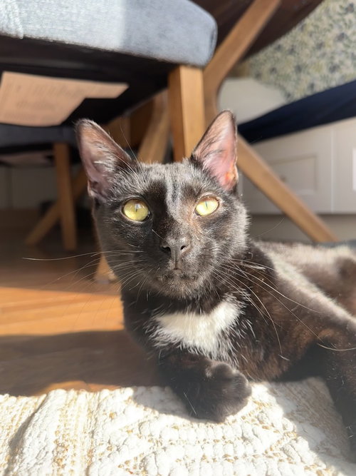 Roger, an adoptable Domestic Short Hair in Youngsville, NC