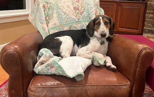 Gracie