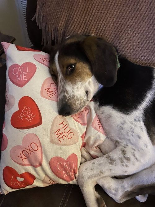 Gracie, an adoptable Treeing Walker Coonhound in Youngsville, NC