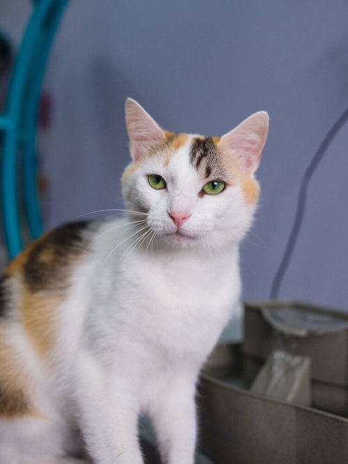 Summer, Calico / Domestic Short Hair / Mixed, cat for adoption in Rocky Mount, North Carolina