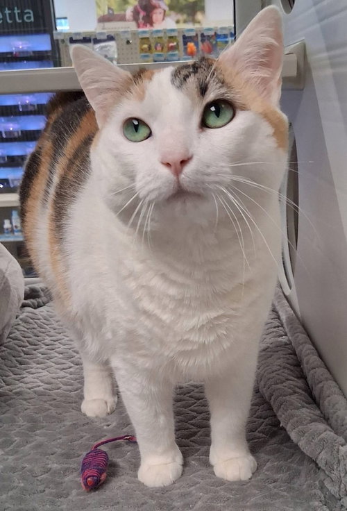 Summer, an adoptable Calico in Youngsville, NC