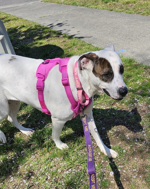 Leila, an adoptable Bulldog in Youngsville, NC