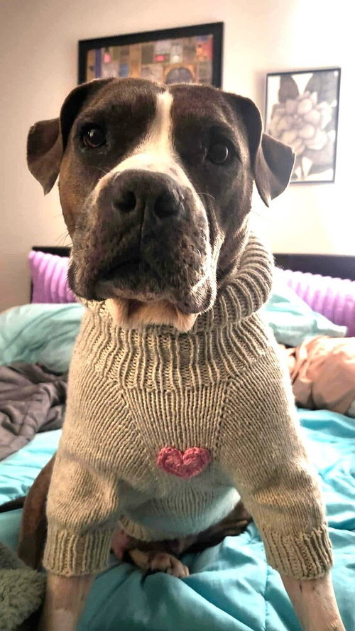 Journey, an adoptable American Staffordshire Terrier in Youngsville, NC