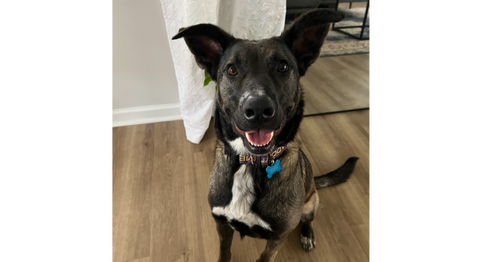 Gail, an adoptable Shepherd in Youngsville, NC