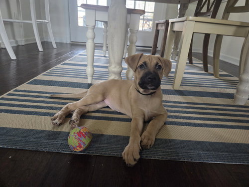 Xena