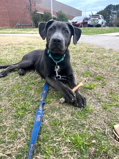 Sammy, an adoptable Labrador Retriever in Youngsville, NC