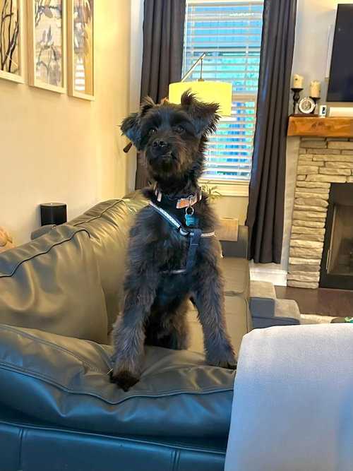 Chewy, an adoptable Poodle in Youngsville, NC