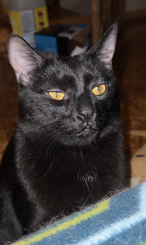 Maurice, Adult Domestic Short Hair, cat for adoption in Rocky Mount, North Carolina