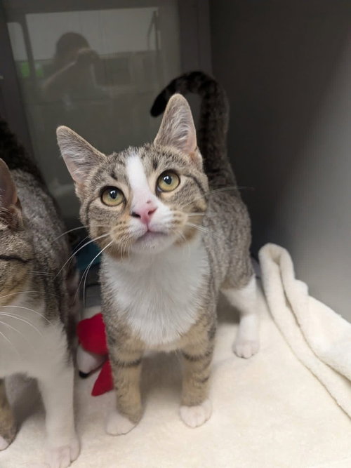 Java, Baby Domestic Short Hair, cat for adoption in Rocky Mount, North Carolina