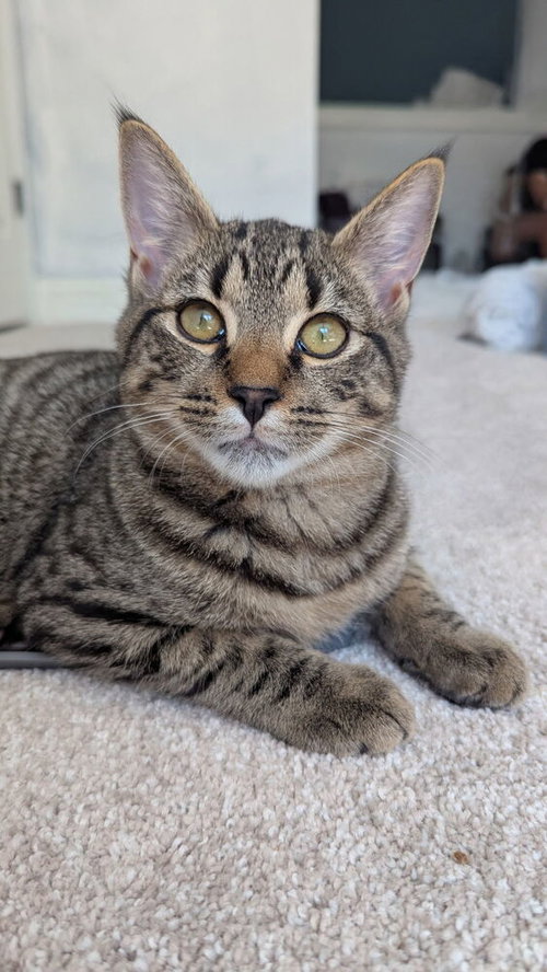 Fennel, Young Domestic Short Hair, cat for adoption in Rocky Mount, North Carolina