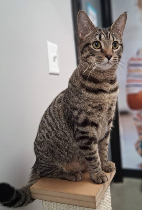 Fennel  **PENDING ADOPTION**, an adoptable Domestic Short Hair in Youngsville, NC