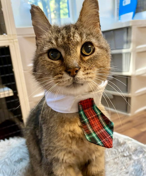 Mister Scout, Senior Domestic Short Hair, cat for adoption in Rocky Mount, North Carolina