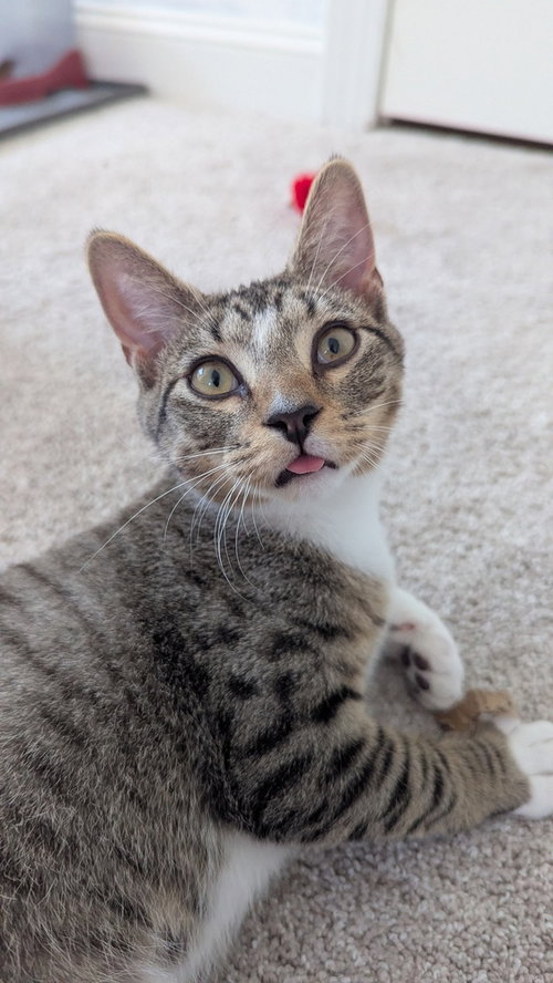 Mocha, an adoptable Domestic Short Hair in Youngsville, NC