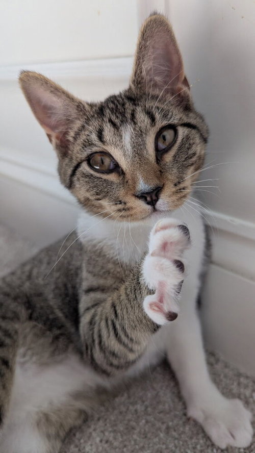 Mocha, an adoptable Domestic Short Hair in Youngsville, NC