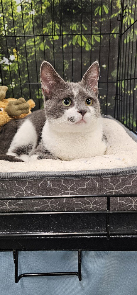Milo, an adoptable Domestic Short Hair in Youngsville, NC
