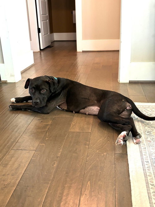 Cosette, an adoptable Labrador Retriever in Youngsville, NC