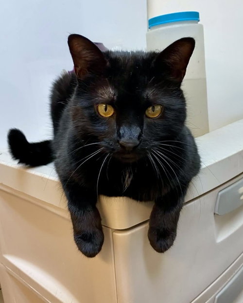 Dennis, an adoptable Domestic Short Hair in Youngsville, NC