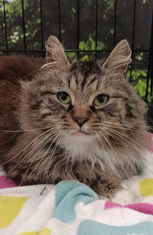 Prince, an adoptable Domestic Long Hair in Youngsville, NC